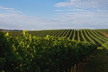 Le Gers, gastronomie et ambiance médiévale sur la route de Saint-Jacques-de-Compostelle