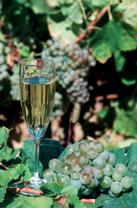Cépage de blanquette de Limoux - © IRÈNE ALASTRUEY - AUTHOR'S IMAGE