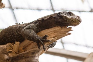 La ferme aux crocodiles de Pierrelatte accueille ses deux nouveaux pensionnaires !