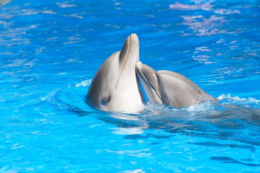 Pas de dauphin pour le plus beau zoo de France