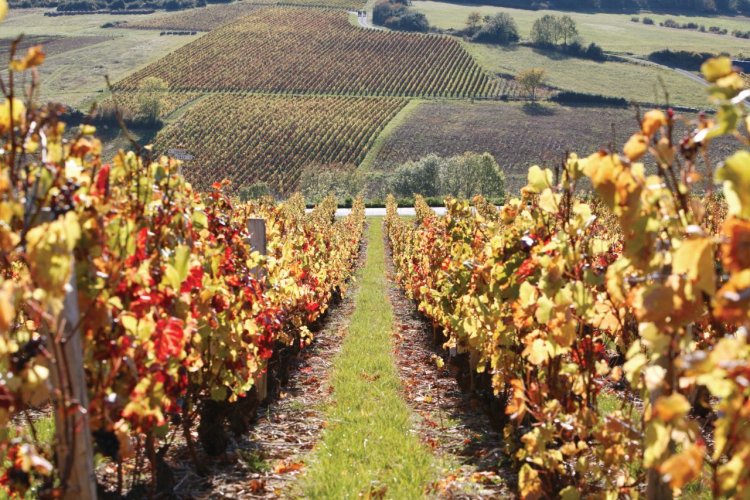 Vignoble du Beaujolais près de Theizé. - © Volfoni