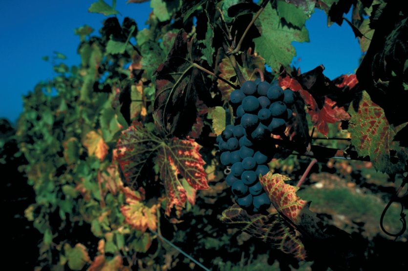 Grappe de raisin du Beaujolais - © PIERRE DELAGUÉRARD - ICONOTEC