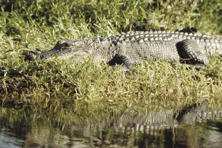 Alligator. - © Photoscom