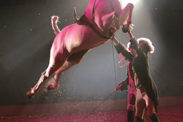 Les performances du spectacle Equestria. - © Libre de droit.