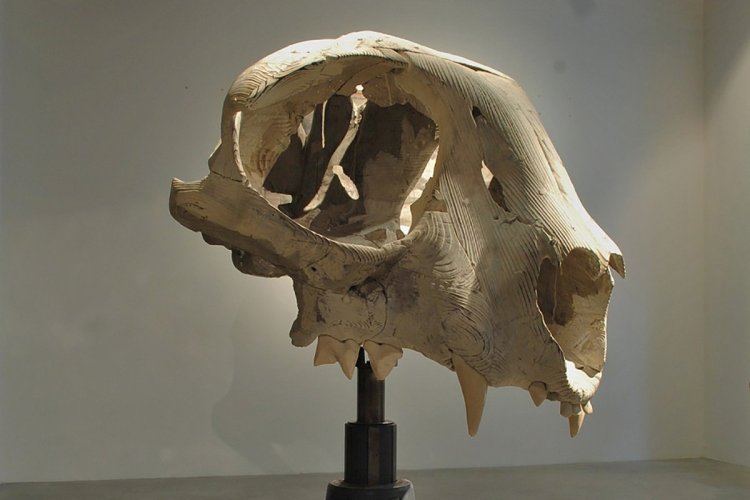 Crâne de chat, sculpture de Quentin Garel. - © DR
