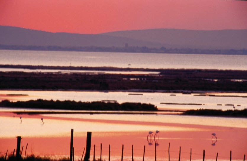 Etang de la Camargue - © VINCENT FORMICA
