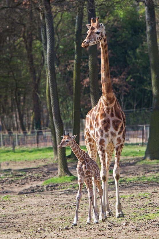 - © Safari de Peaugres