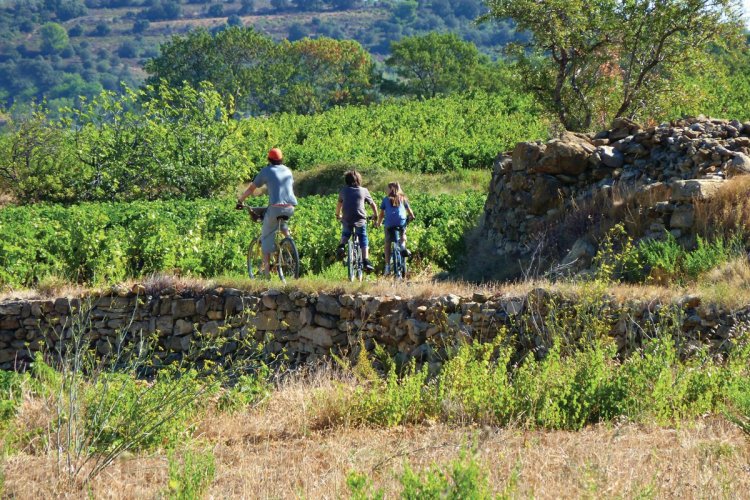 Randonnée VTT vignes. - © Gilles Deschamps
