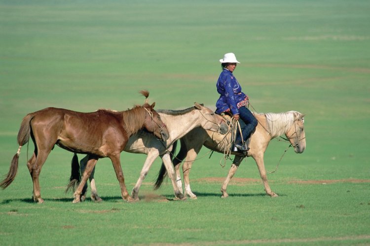 Cavaliers mongol menant ses chevaux, Aimag de Khentiy. - © Eric Martin - Iconotec