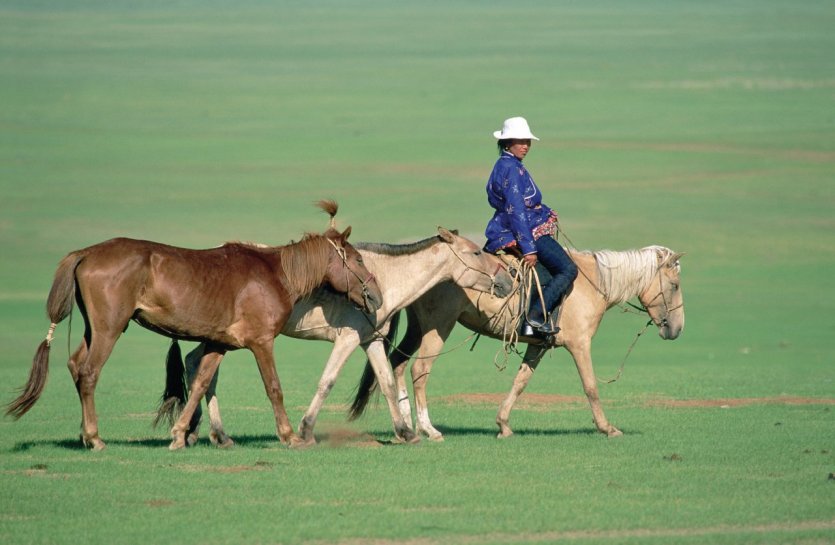 Cavaliers mongol menant ses chevaux, Aimag de Khentiy. - © Eric Martin - Iconotec