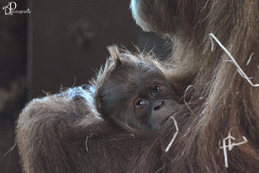 Une heureuse nouvelle pour le zoo d'Amnéville.