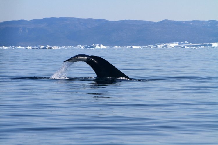 Les baleines sont nombreuses dans la Baie de Disko - © Stéphan SZEREMETA