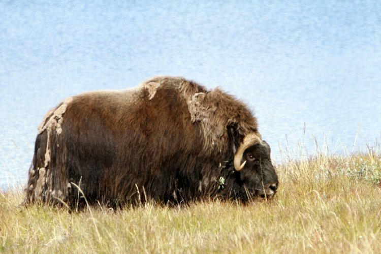 A la recherche des boeufs musqués - © Stéphan SZEREMETA