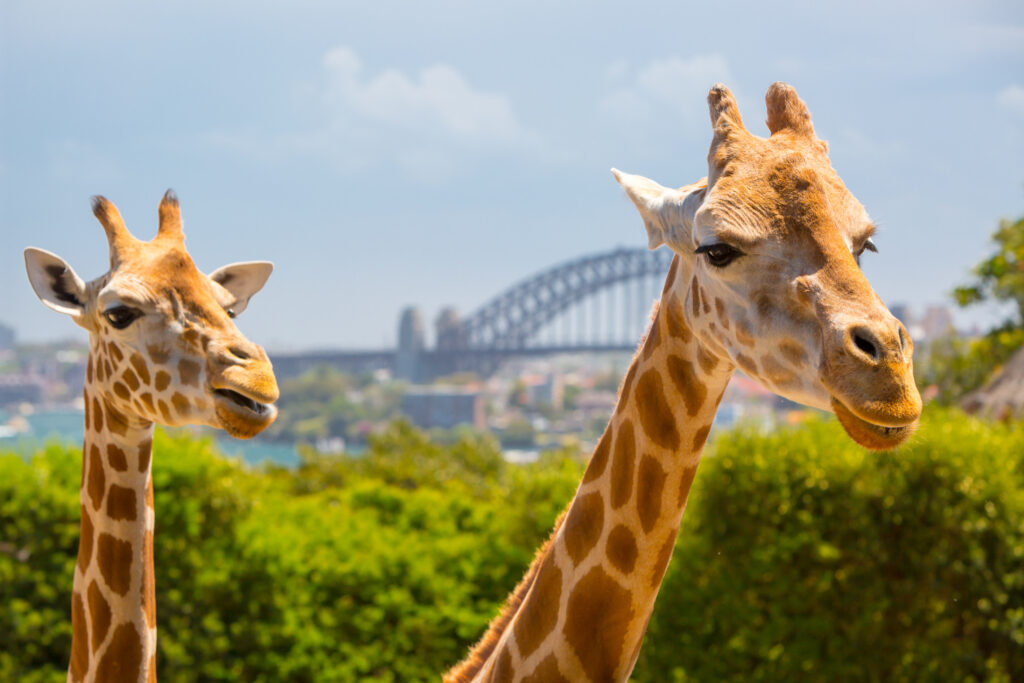 Girafes, Taronga Zoo