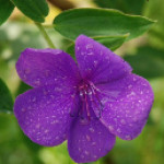 Tafisa Bazya