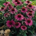 Echinacea_Piccolina