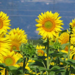 tournesolsss