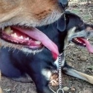 dressage chien mornant