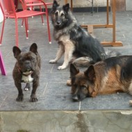 dressage chien mornant