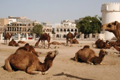 L'espace des chameaux à Doha.