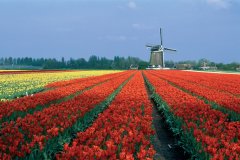 Champ de tulipes.