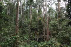 Observation des orangs outans au centrede réhabilitation de Sepilok