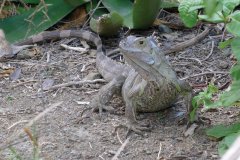 Iguane.