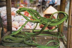 Vente de serpents au marché de Phung Hiep.