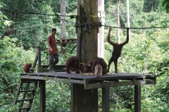 Centre de réhabilitation des orangs outans de Sepilok