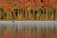 Couleurs d'automne dans le parc provincial Algonquin.