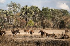 Waterbucks dans la savane du parc national de Gorongosa.