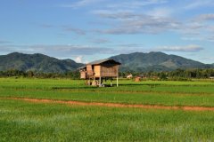 Champs de riz à Luang Namtha.