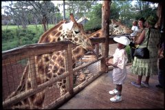 GIRAFFE CENTER