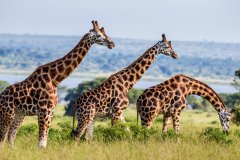 Girafes du Murchison Falls National Park.