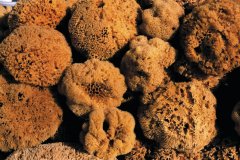 Les éponges naturelles sont encore récoltées par les pêcheurs.