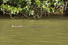 Crocodile estuarien dans le Parc national de Similajau