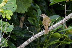 Bulbul à ailes d'olive dans le Parc national de Similajau