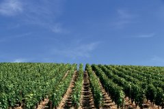 Vignoble de Chablis. (© AM stock nature)