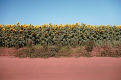 Champs de tournesol à San Pedro.