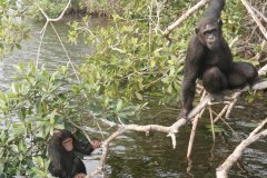 Parc national de Conkouati-Douli, chimpanzés sur une des îles du sanctuaire de Help Congo.