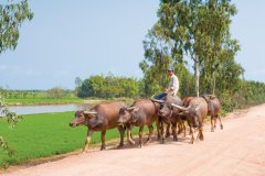 Région de Tinh Biên.