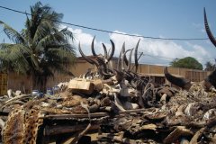 Une virée au marché d'Akodessewa ou marché des