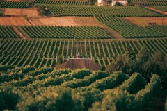 Vignoble de Bourgueil (© MARC JAUNEAUD - ICONOTEC)