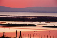 Etang de la Camargue. (© VINCENT FORMICA)