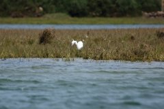 Dans le parc naturel de la Ria Formosa.