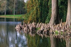 Arboretum de la Vallée-aux-Loups (© Béatrice PICHON-CLARISSE)
