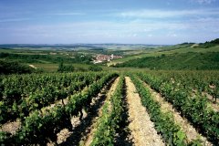 Vignoble de Chablis. (© AM stock nature)