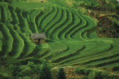 Champs en terrasse du Yunnan. (© China Stock photos - Iconotec)