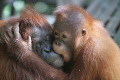 Mère orang-outang et son petit au centre réhabilitation de Semenggogh