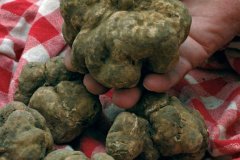 Panier de truffes fraîches (© Mario - Fotolia)